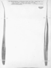 Utrechtiana arundinacea image